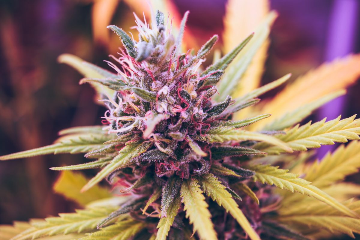 Celebrating Women in Cannabis