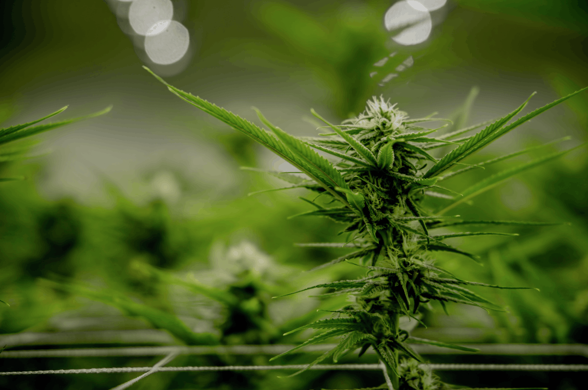 News PressNow: “Legal weed leaves employees unprotected”