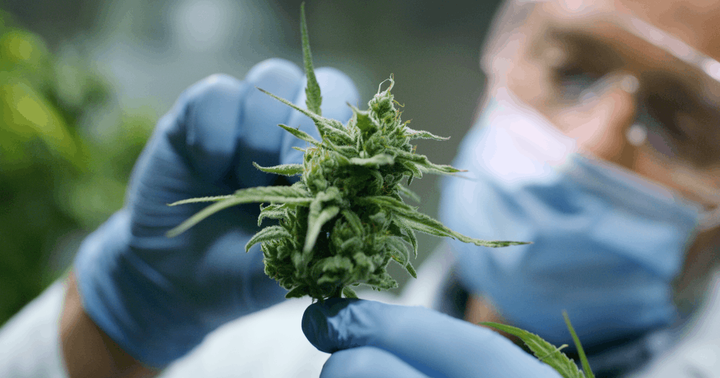 Medical Marijuana in Arizona Dispensaries