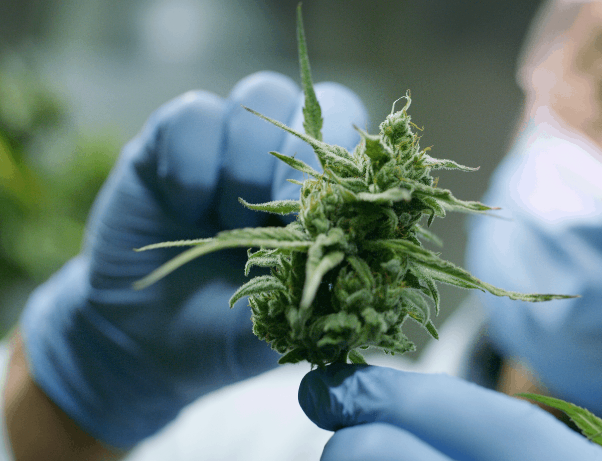 KXNet: “Medical Marijuana Patient Count Lags Behind Projection”