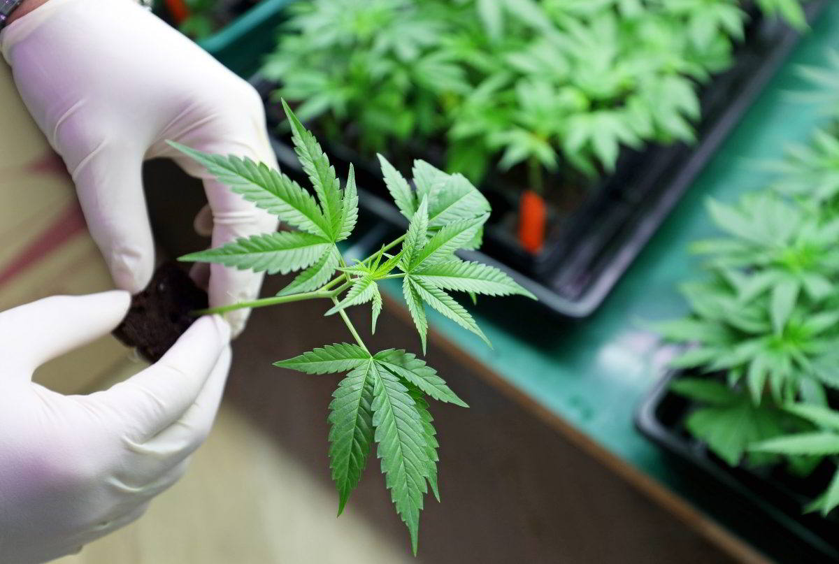 What does Senate Bill 1494 Mean for Marijuana Facilities in Arizona?