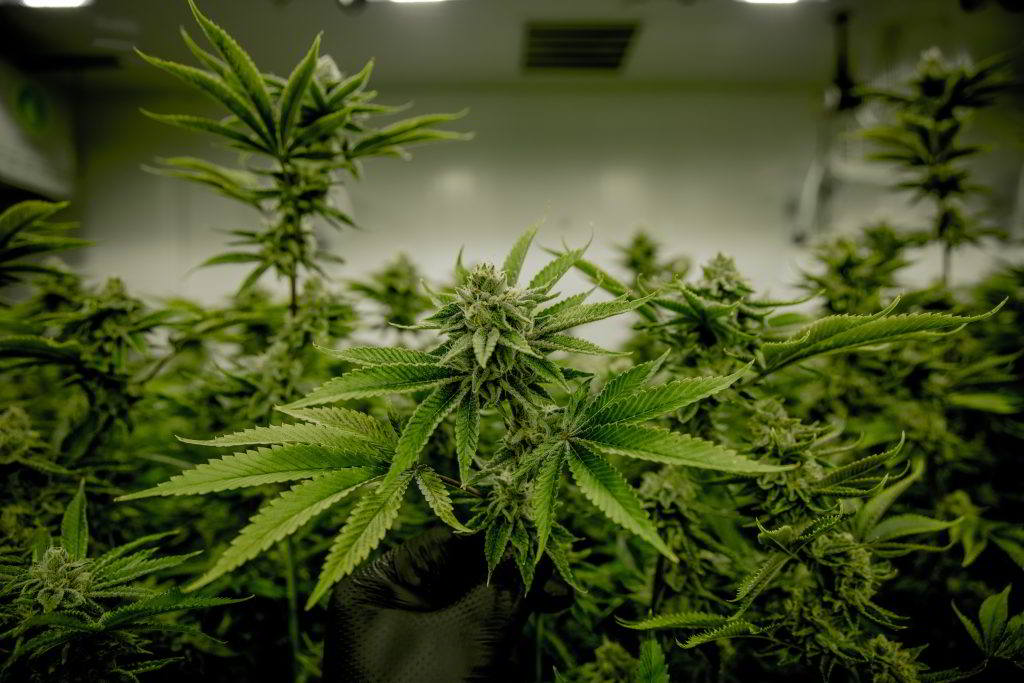 Arizona Court Rules Marijuana Initiatives Can Be on November 2020 Ballots
