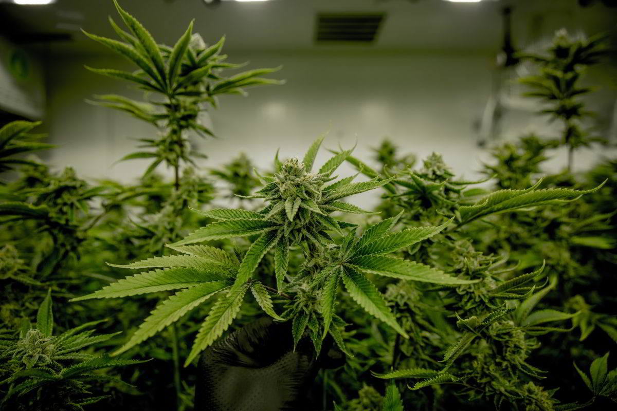 States with Ballot Initiatives to Legalize Marijuana